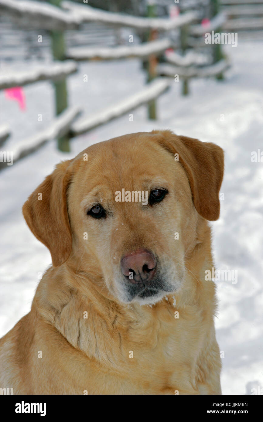 Gelbe Labrador Retriever sitzen auf Schnee, portrait Nahaufnahme Stockfoto