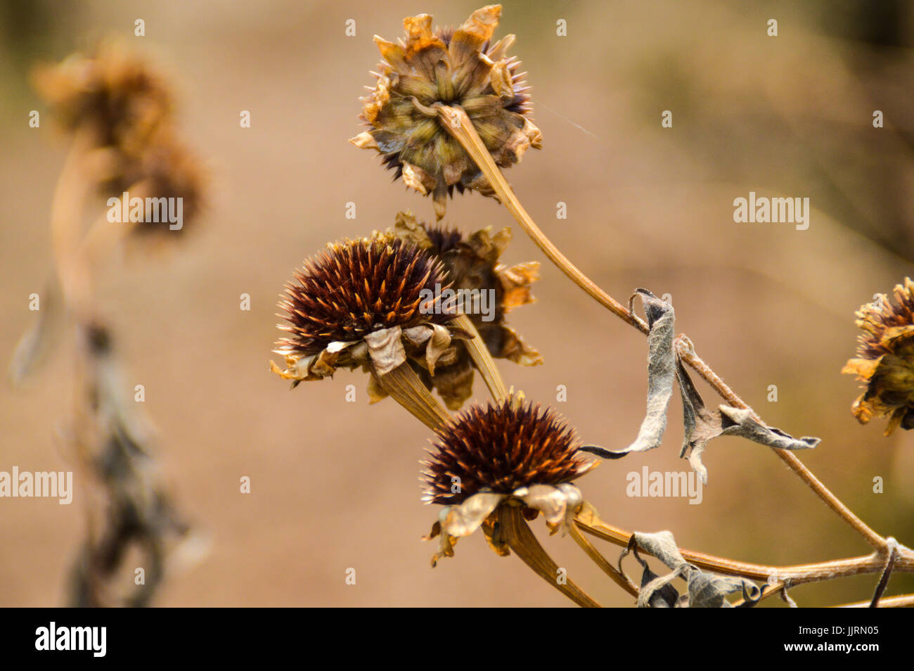 Braun und verwelkte Blumen, kündigt den nächsten Herbst wieder Stockfoto