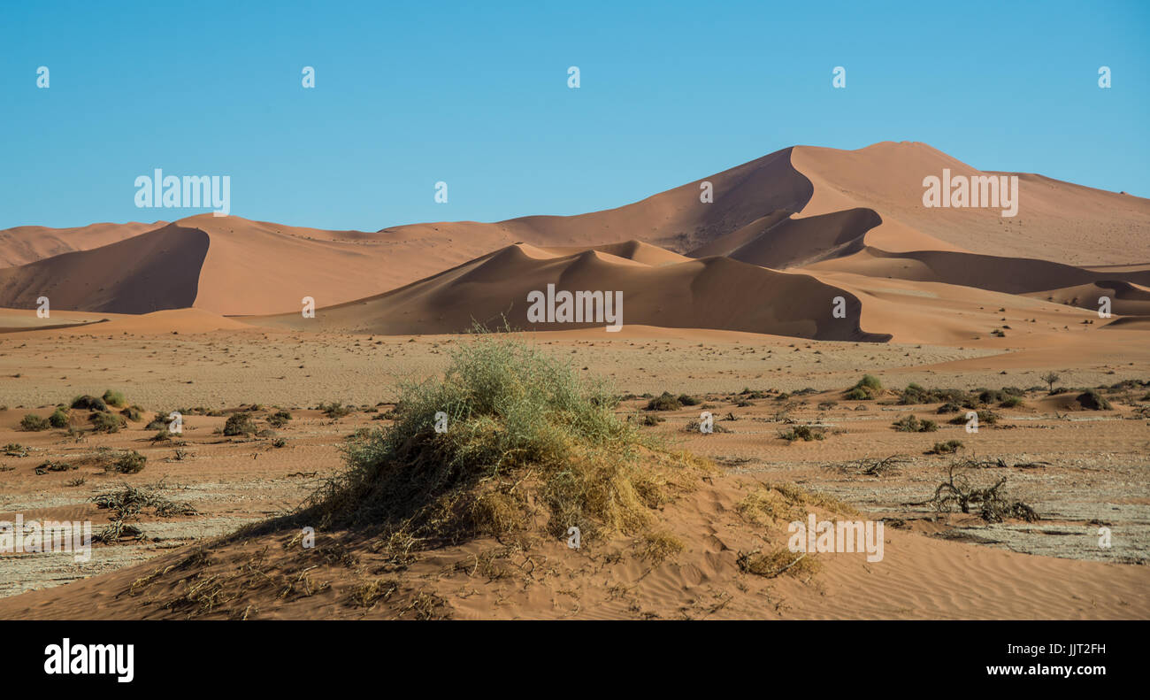 Dürre in der Nähe von Big Daddy Düne in Namibia Stockfoto