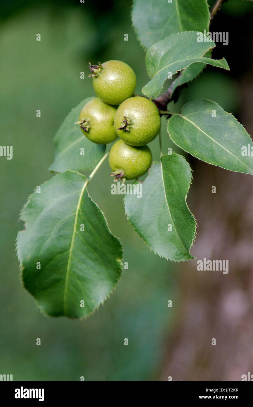 Blatt einer wilden birne Fotos und Bildmaterial in hoher Auflösung