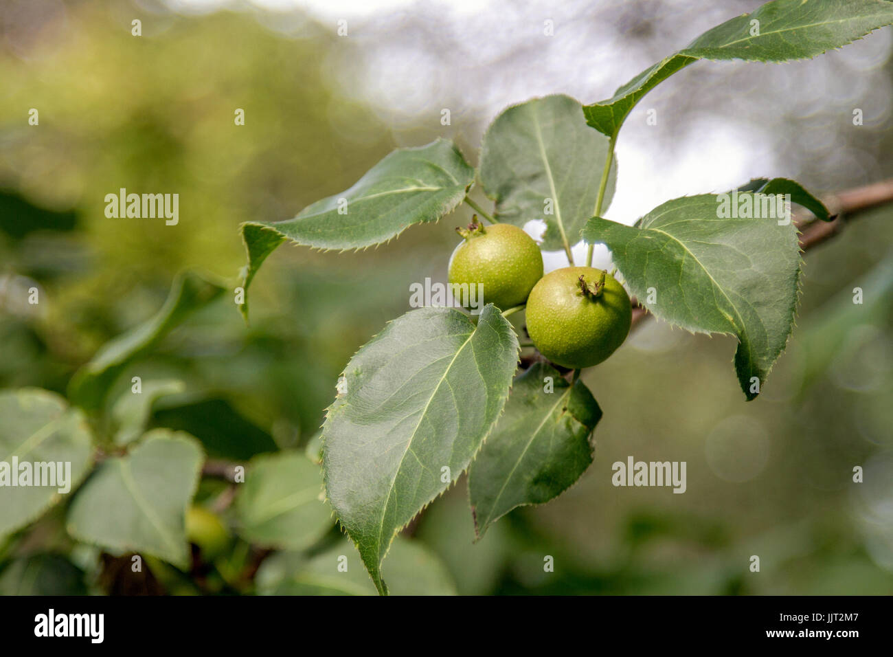 Blatt einer wilden birne Fotos und Bildmaterial in hoher Auflösung