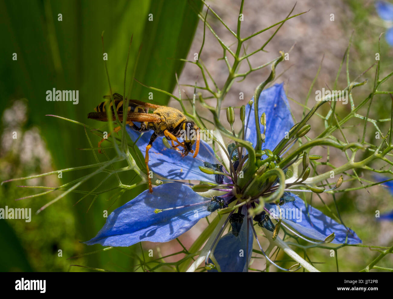 Wespe auf der Blume eine Nigella Damascena. Liebe im Nebel Blume, Bayern, Deutschland, Europa Stockfoto