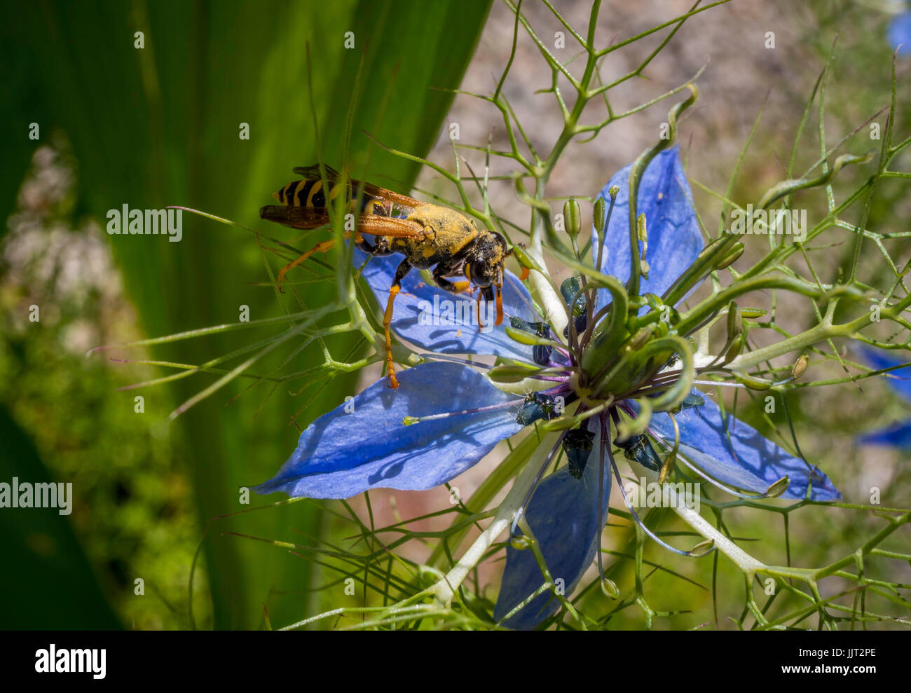 Wespe auf der Blume eine Nigella Damascena. Liebe im Nebel Blume, Bayern, Deutschland, Europa Stockfoto