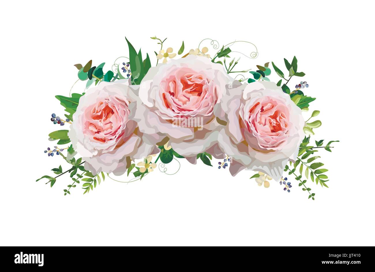 Blume rose Bouquet Vector Design Kranz. Pfirsich, rosa Rosen, Eukalyptus,  blauer Liguster Beeren Heilpflanzenforschers Mix. Niedlich schnen floralen  Grukarte elegant Stock-Vektorgrafik - Alamy
