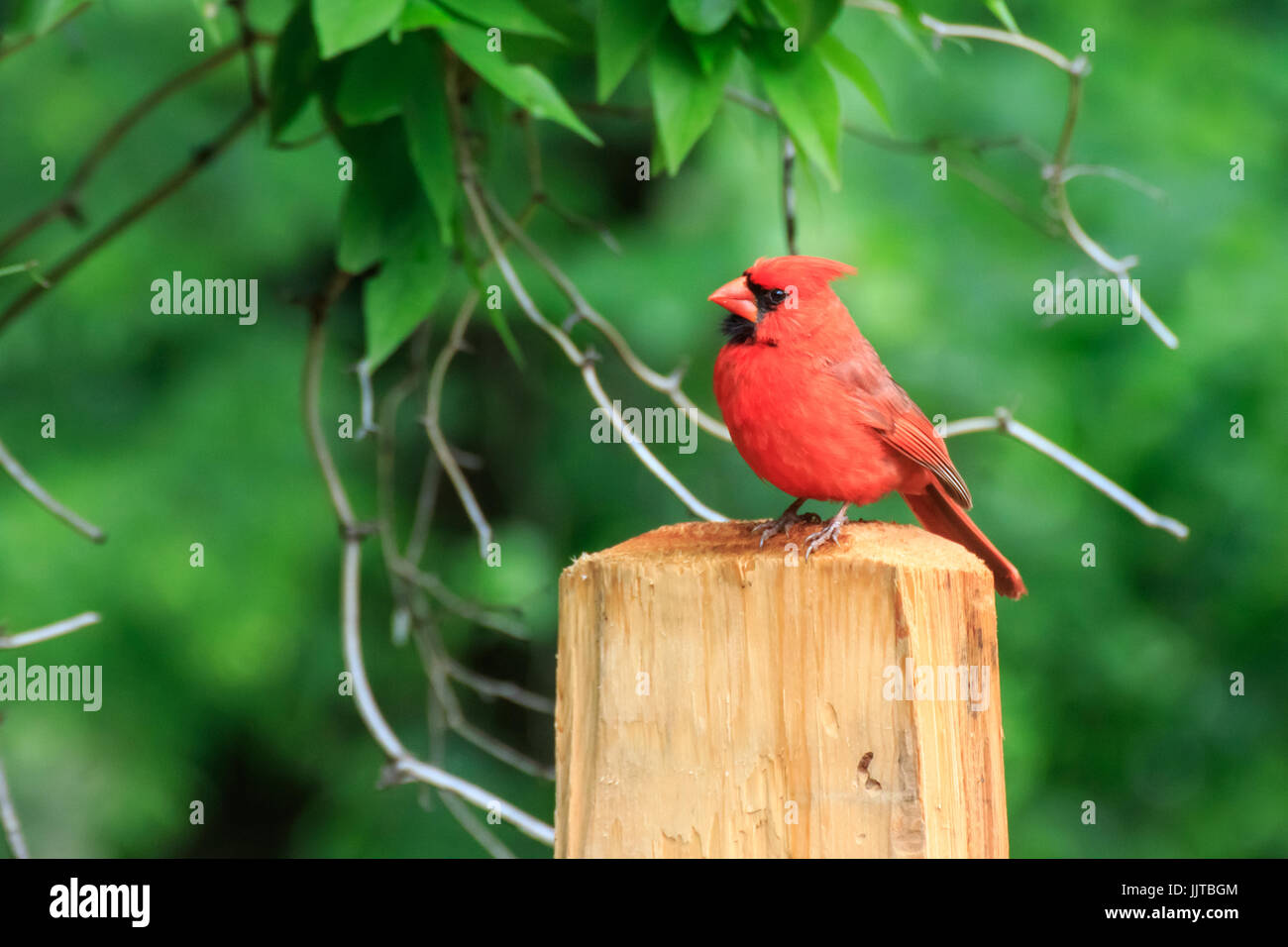 Eine leuchtende rote Kardinal sitzt auf einem Zaunpfahl in Martin Naturpark in Oklahoma City Stockfoto