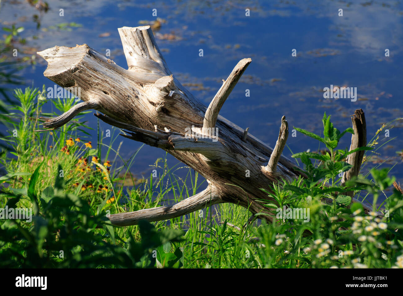 Ein toter Baum am Ufer der verlorenen See in den Wichita Mountains SW Oklahoma Stockfoto