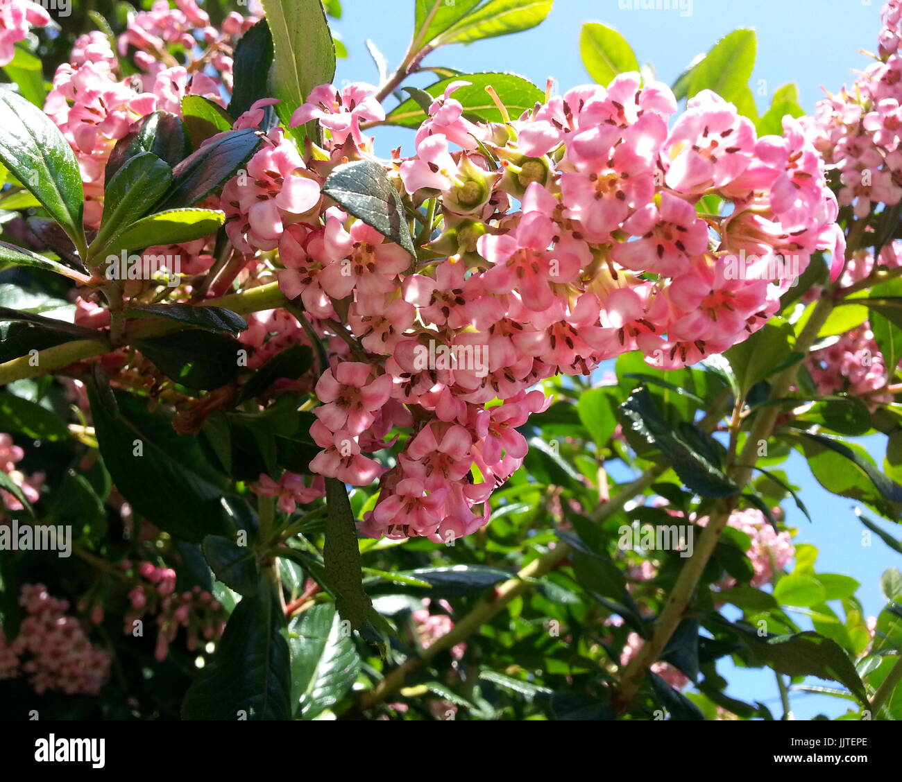 Rosa Blume Cluster Stockfoto