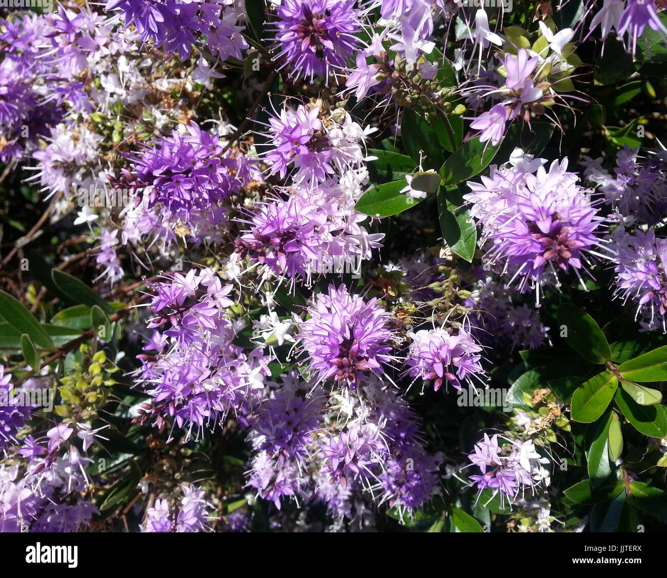 Violetten Blütentrauben Stockfoto