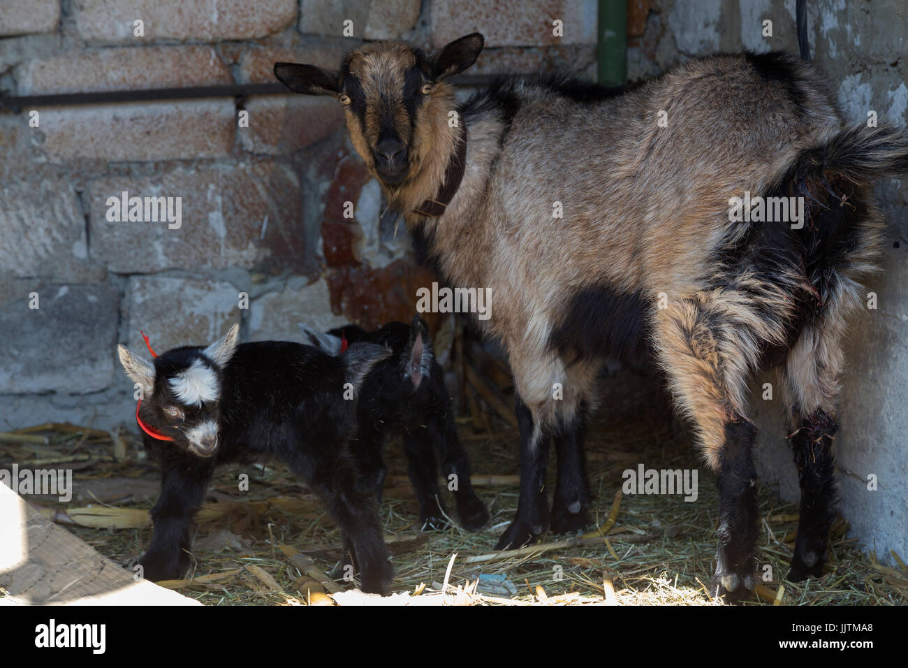 Ziege und Kind in den Schuppen. Es gibt eine Kalksteinwand. Stockfoto