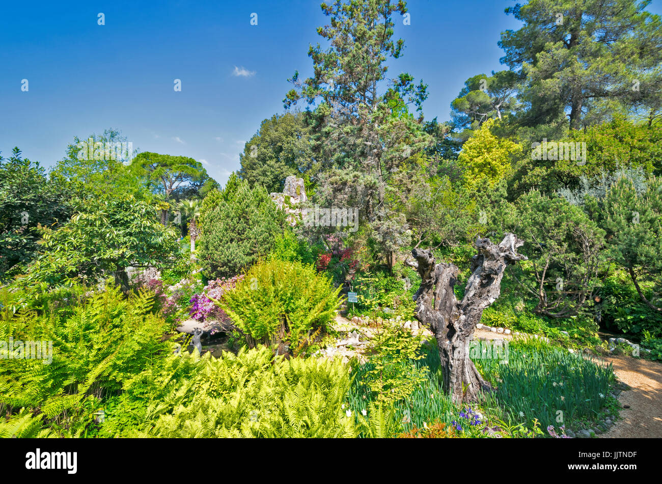 Am GARDASEE GARDONE DIE HELLER Garten mit Farnen und NADELBÄUMEN Stockfoto