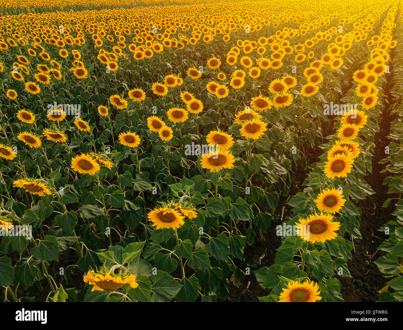 Luftaufnahme des Sonnenblumenfeld im Sommer Sonnenuntergang, kultivierten Nutzpflanzen aus Sicht der Drohne Stockfoto