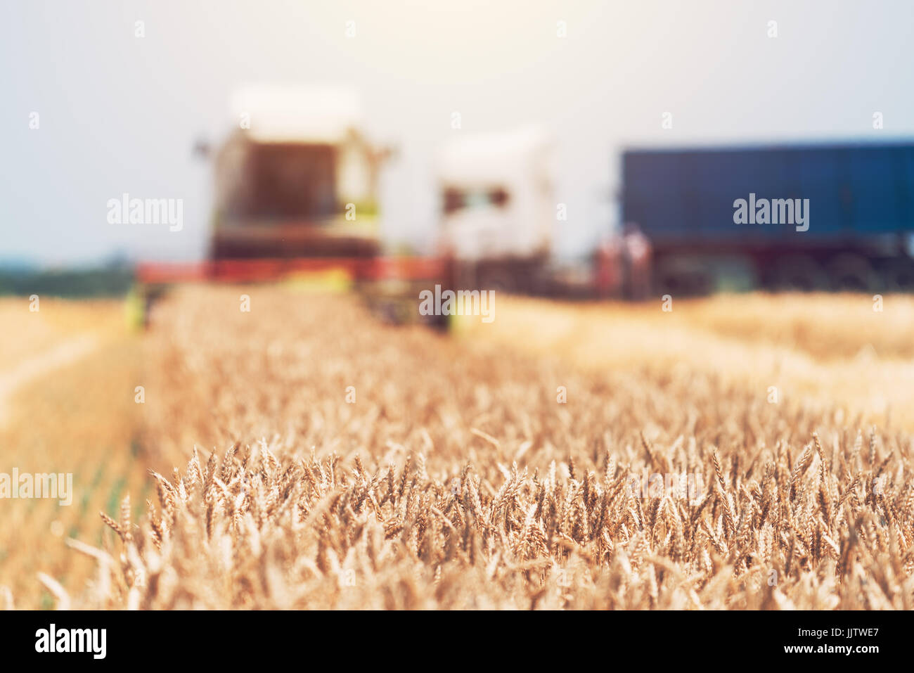 Feldhäcksler Maschine kombinieren die Ernte reif Weizen ernten in landwirtschaftlich genutzte Gebiet, selektiver Fokus Stockfoto
