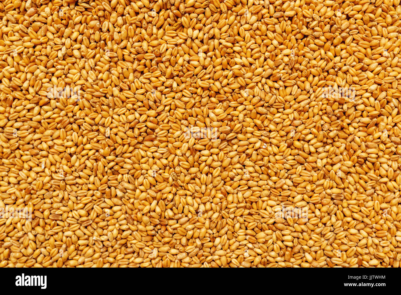Draufsicht der geerntete Gerste Weizen Getreide Ackerbau verwendet werden oder Lebensmittel Produktion Hintergrund Stockfoto