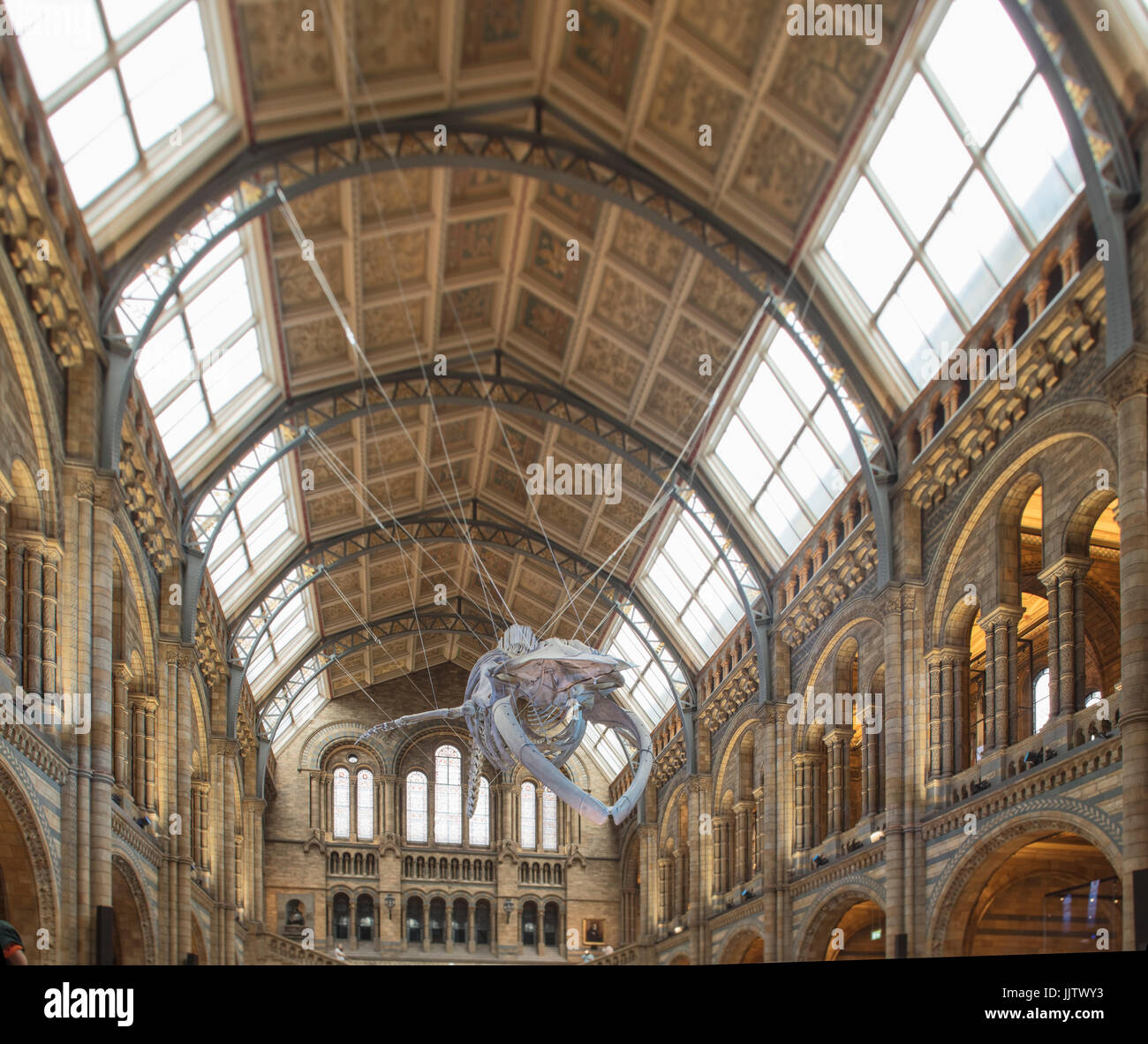 Blauwal im Natural History Museum Stockfoto