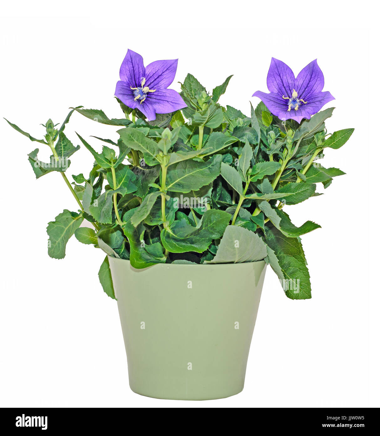 Platycodon mehrblütigen Astra blau, Luftballonblume mit Knospen und grüne Blätter, isoliert. Stockfoto