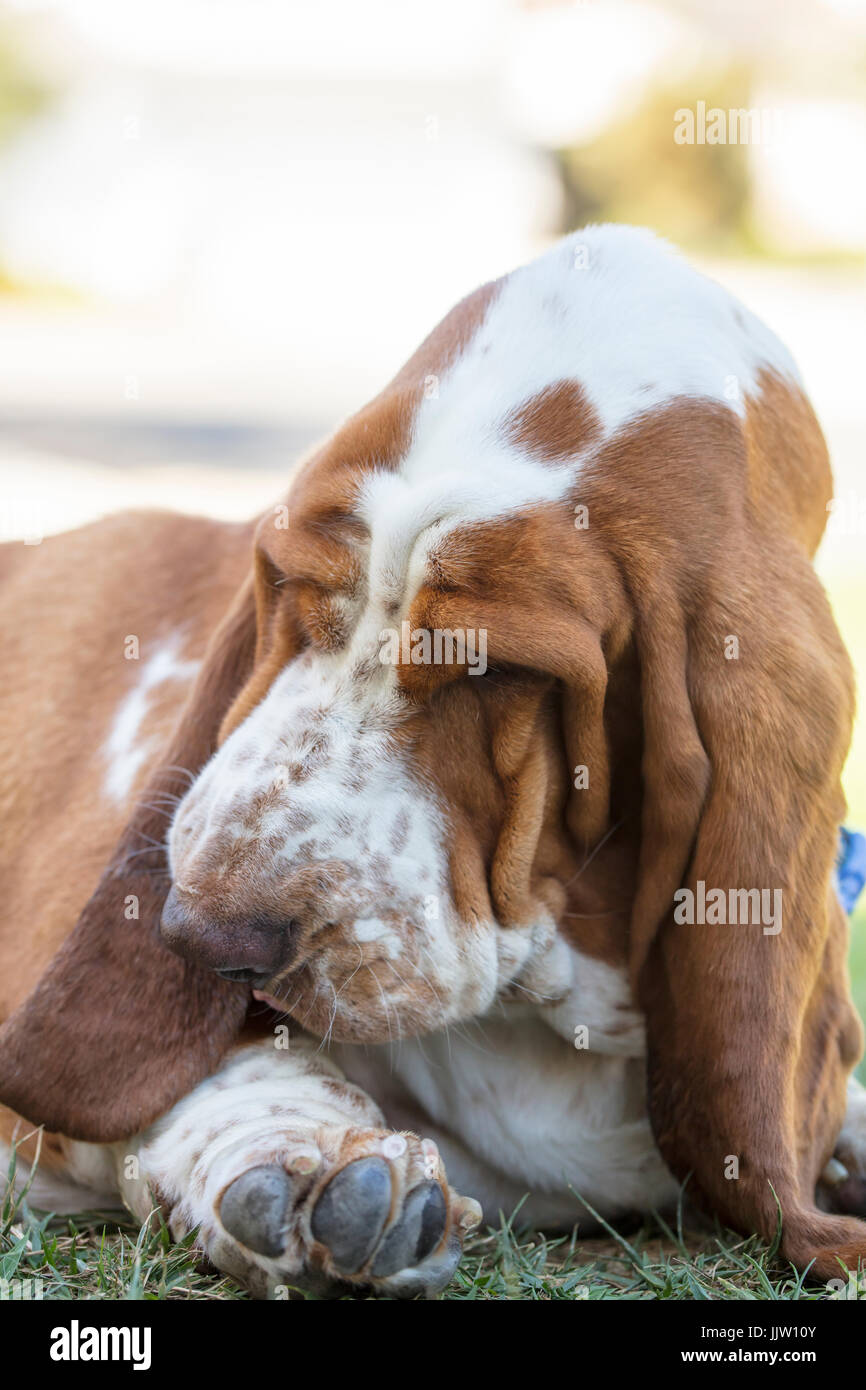 Braun und weiß sommersprossigen braun und weiße, hängende Augen, sommersprossige Basset Hound Verlegung in eine Rasenfläche und posiert für die Camer. Stockfoto