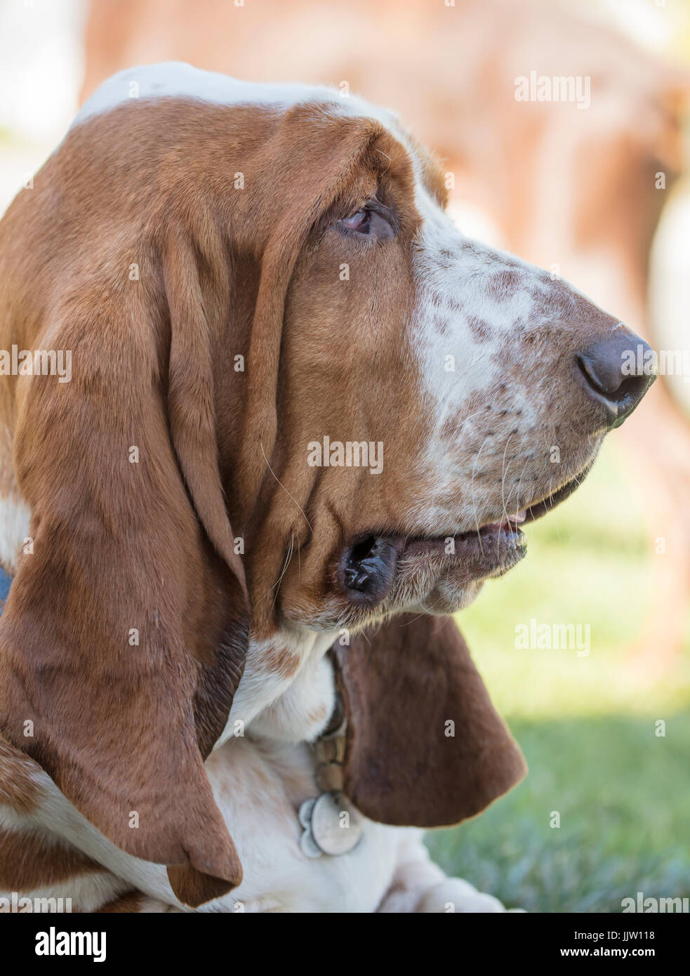 Braun und weiß sommersprossigen braun und weiße, hängende Augen, sommersprossige Basset Hound Verlegung in eine Rasenfläche und posiert für die Camer. Stockfoto