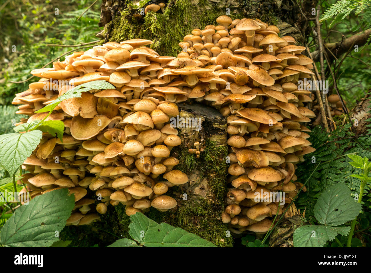 Nahaufnahme von Honig parasitäre Baum Pilz Armillaria Mellea, in Butterdean Waldland, East Lothian, Schottland, Großbritannien Stockfoto