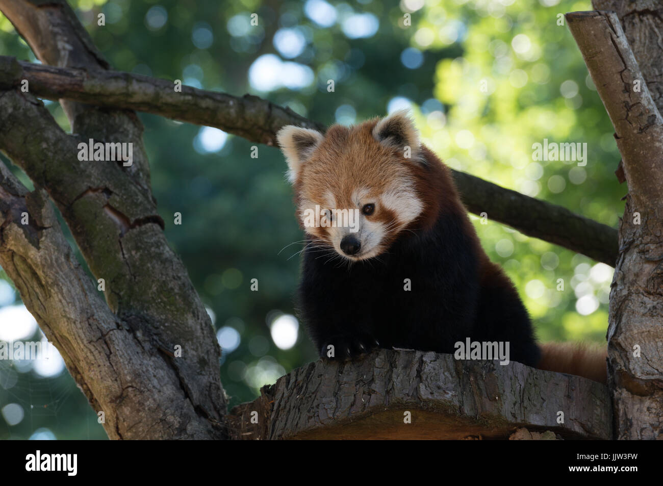 Roter Panda Stockfoto