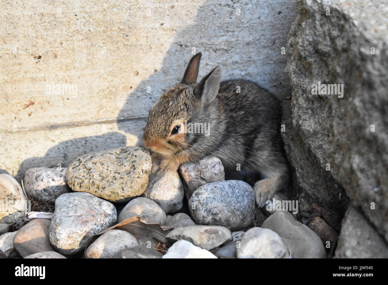 Neu geboren Kaninchen vermeiden Raubtiere. Stockfoto