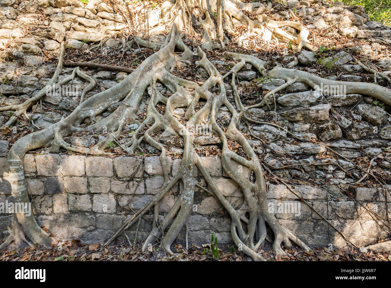 Dschungel-Wurzeln wachsen über antike Ruinen Maya in Becan, Mexiko Stockfoto