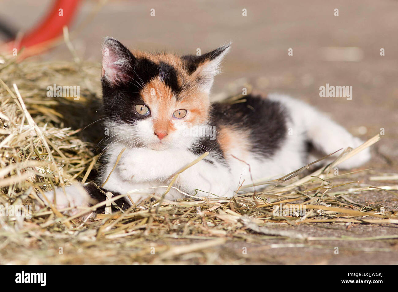 Baby Katze, niedliche Kätzchen spielen und Schlafen im Stroh. Bauernhof  Katze lag in Stroh Stockfotografie - Alamy