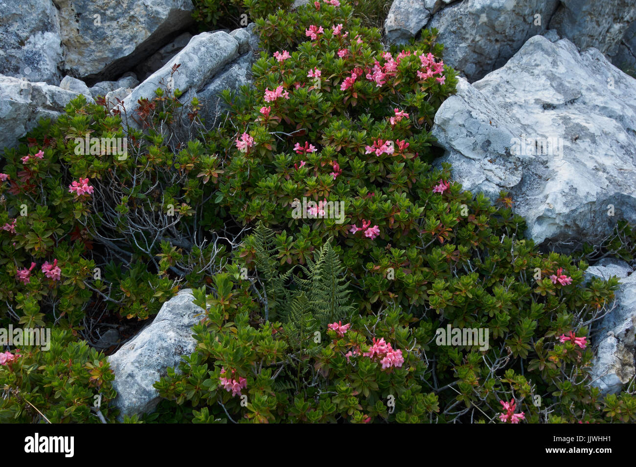 Blumen zwischen den Felsen. Monte Blondine. Italien Stockfoto