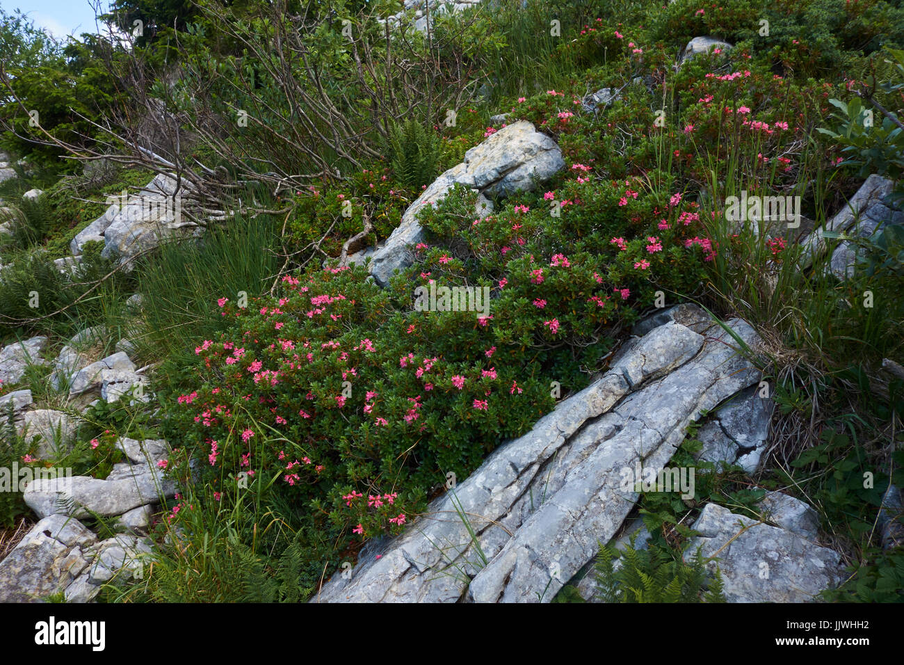 Blumen zwischen den Felsen. Monte Blondine. Italien Stockfoto