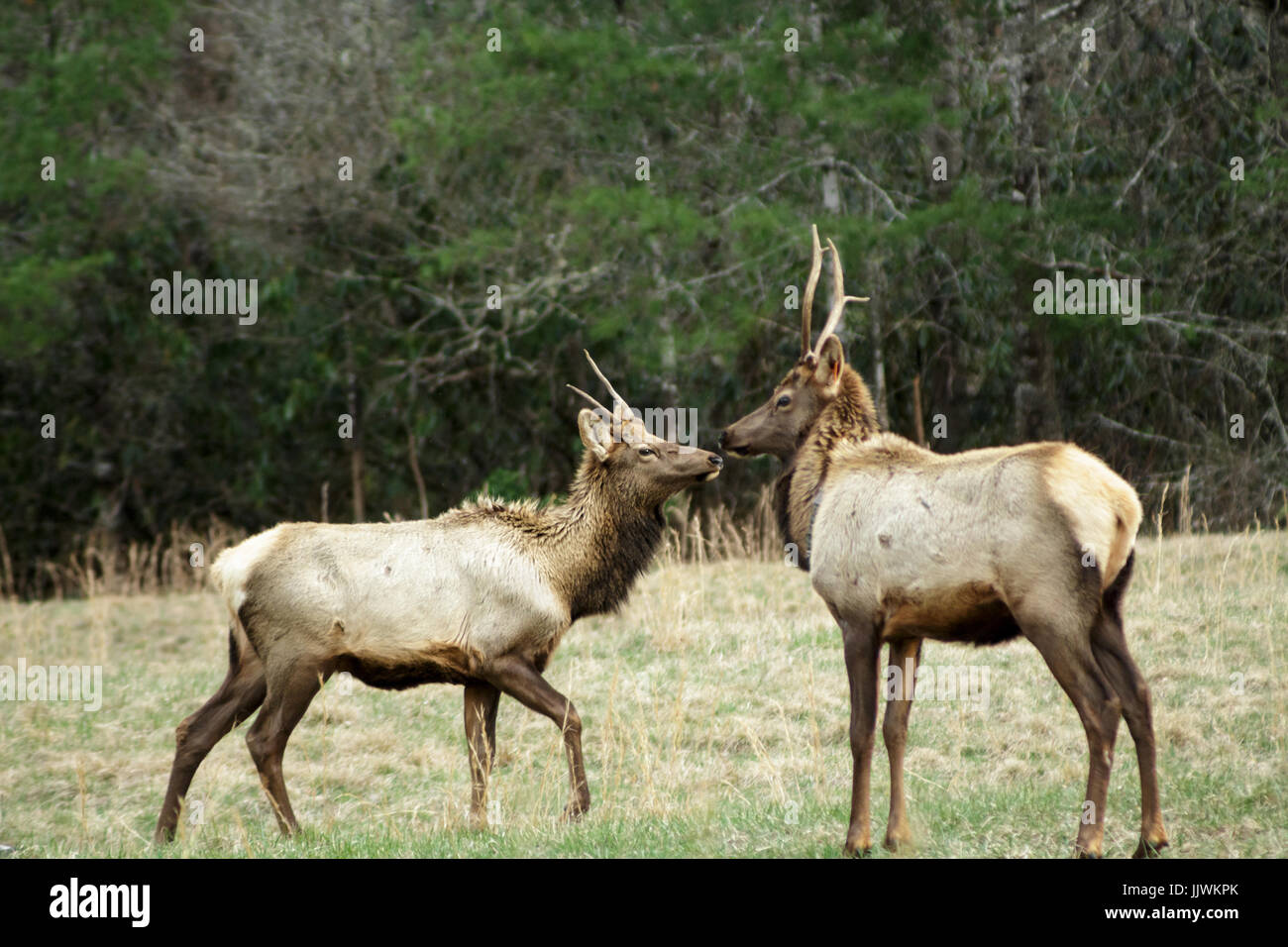 Eine zwei wapiti (Cervus elaphus manitobensis) treffen sich in einem Feld in der cataloochee Tal, North Carolina, USA. Stockfoto