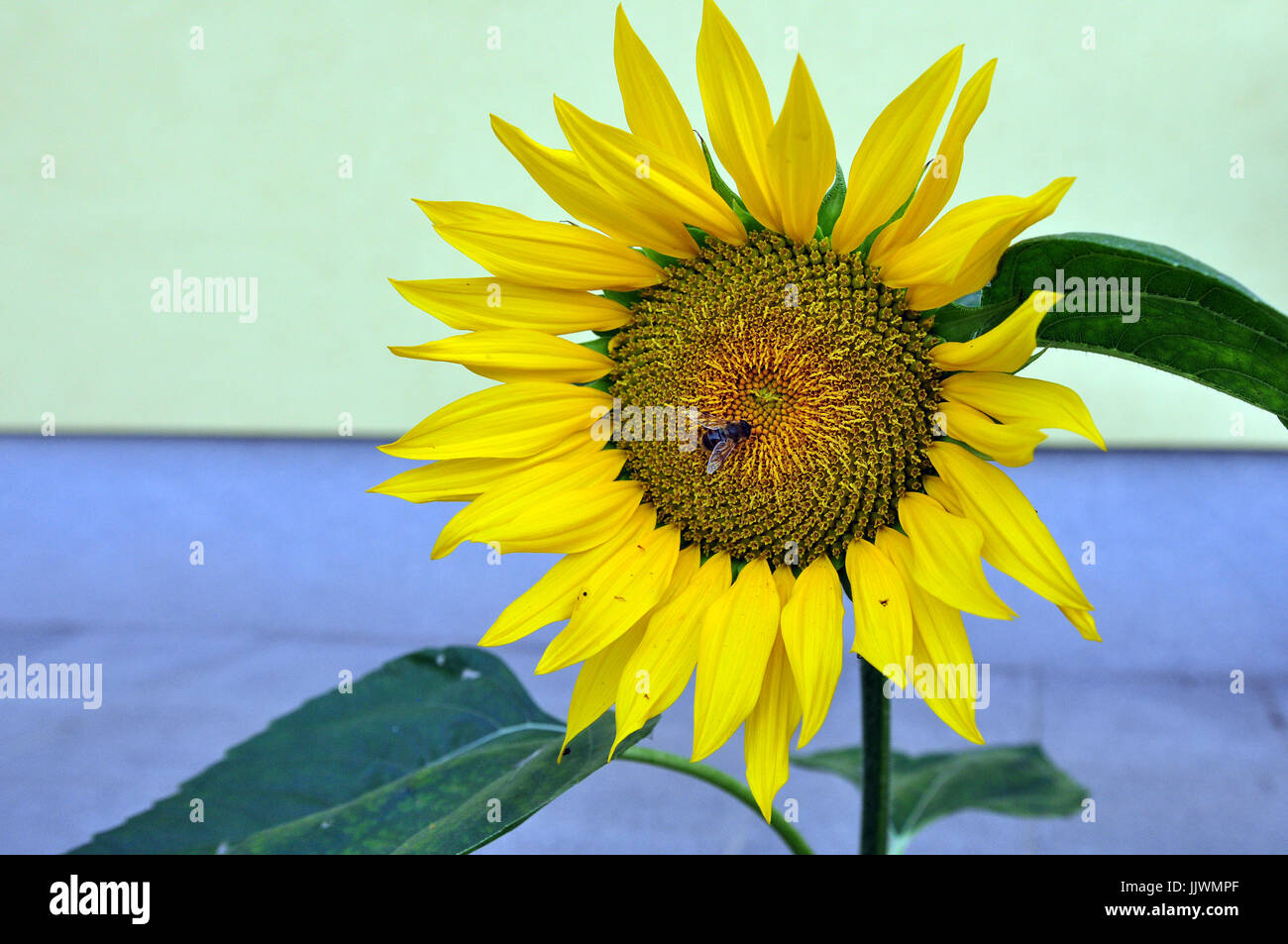 Biene auf einer Sonnenblume Kopf Stockfoto