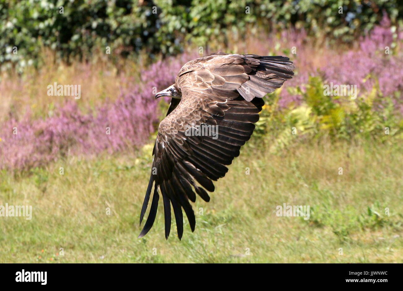 Afrikanische Hooded Vulture (Necrosyrtes Monachus) im Flug. Stockfoto