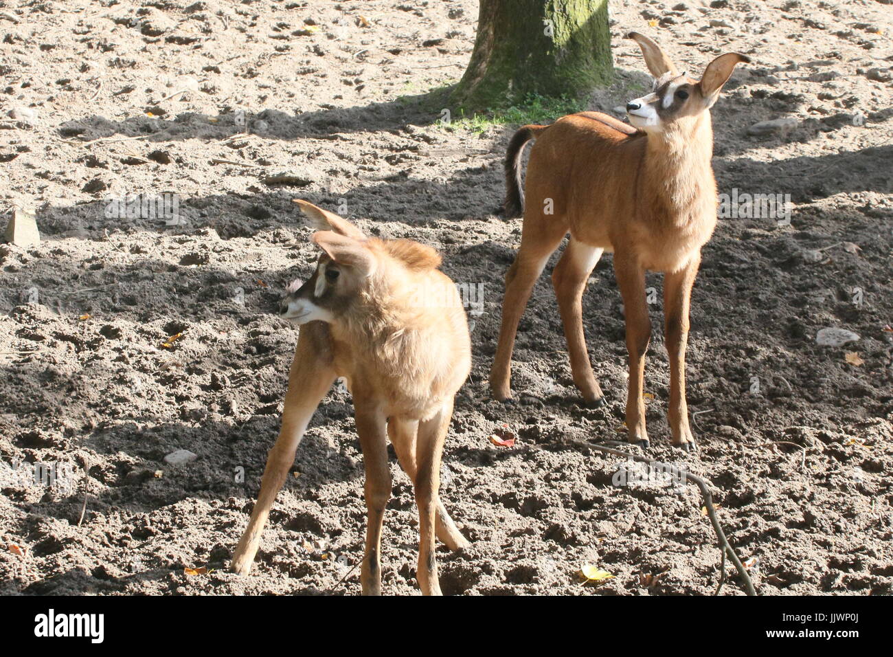 Neugeborenen afrikanischen Roan Antilope Kalb (Hippotragus Spitzfußhaltung). Stockfoto