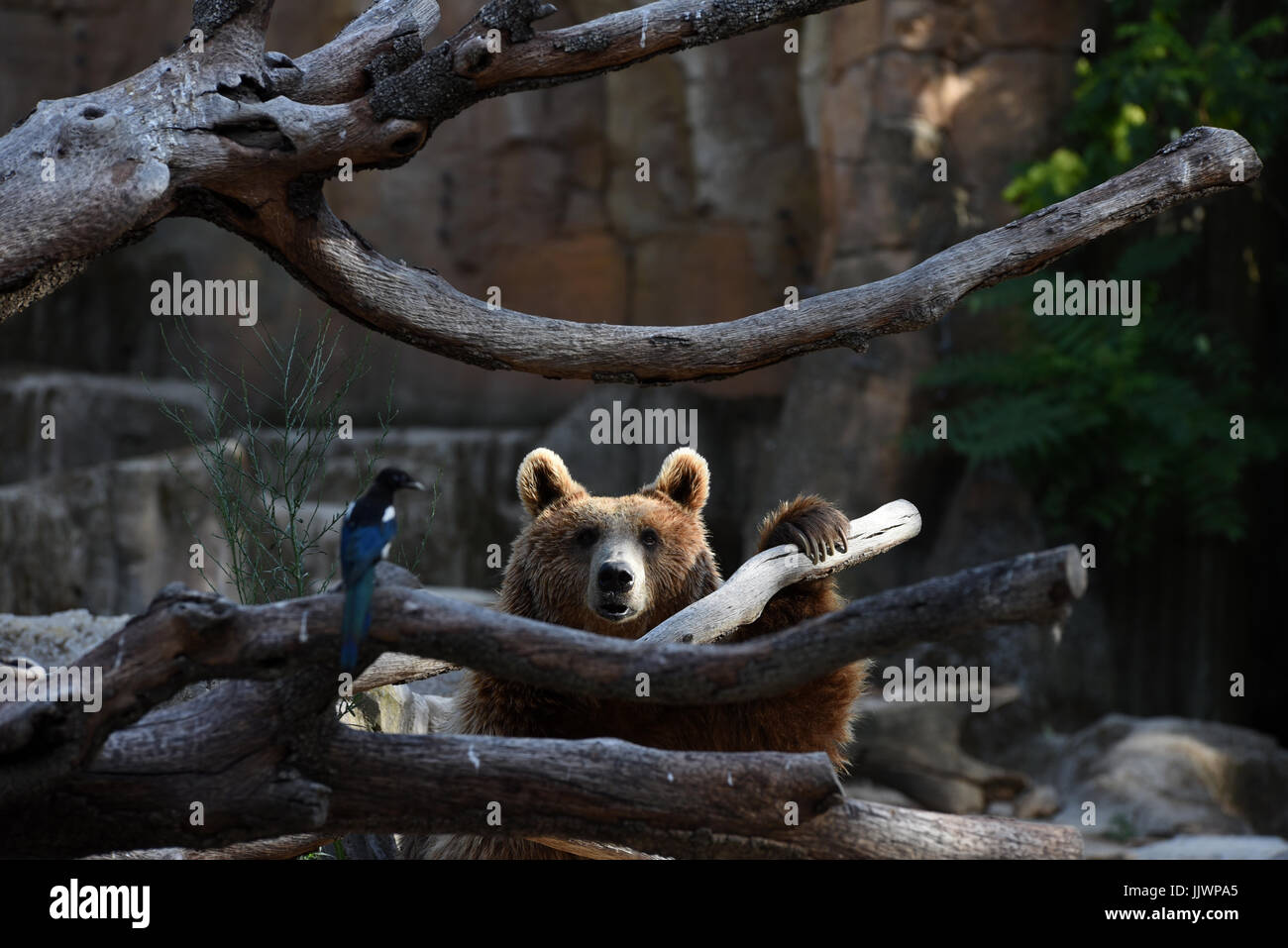 Madrid, Spanien. 20. Juli 2017. Ein Braunbär im Zoo von Madrid abgebildet. Bildnachweis: Jorge Sanz/Pacific Press/Alamy Live-Nachrichten Stockfoto