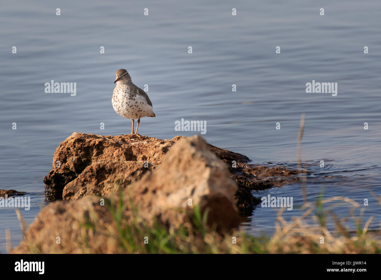 Ein Spotted Sandpiper auf eine Uferlinie. Stockfoto