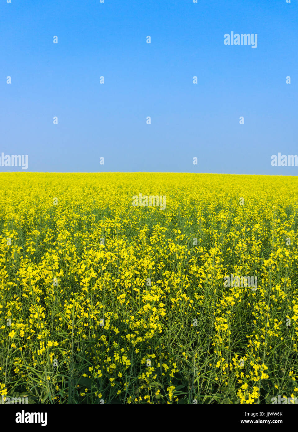 Raps-Feld Stockfoto