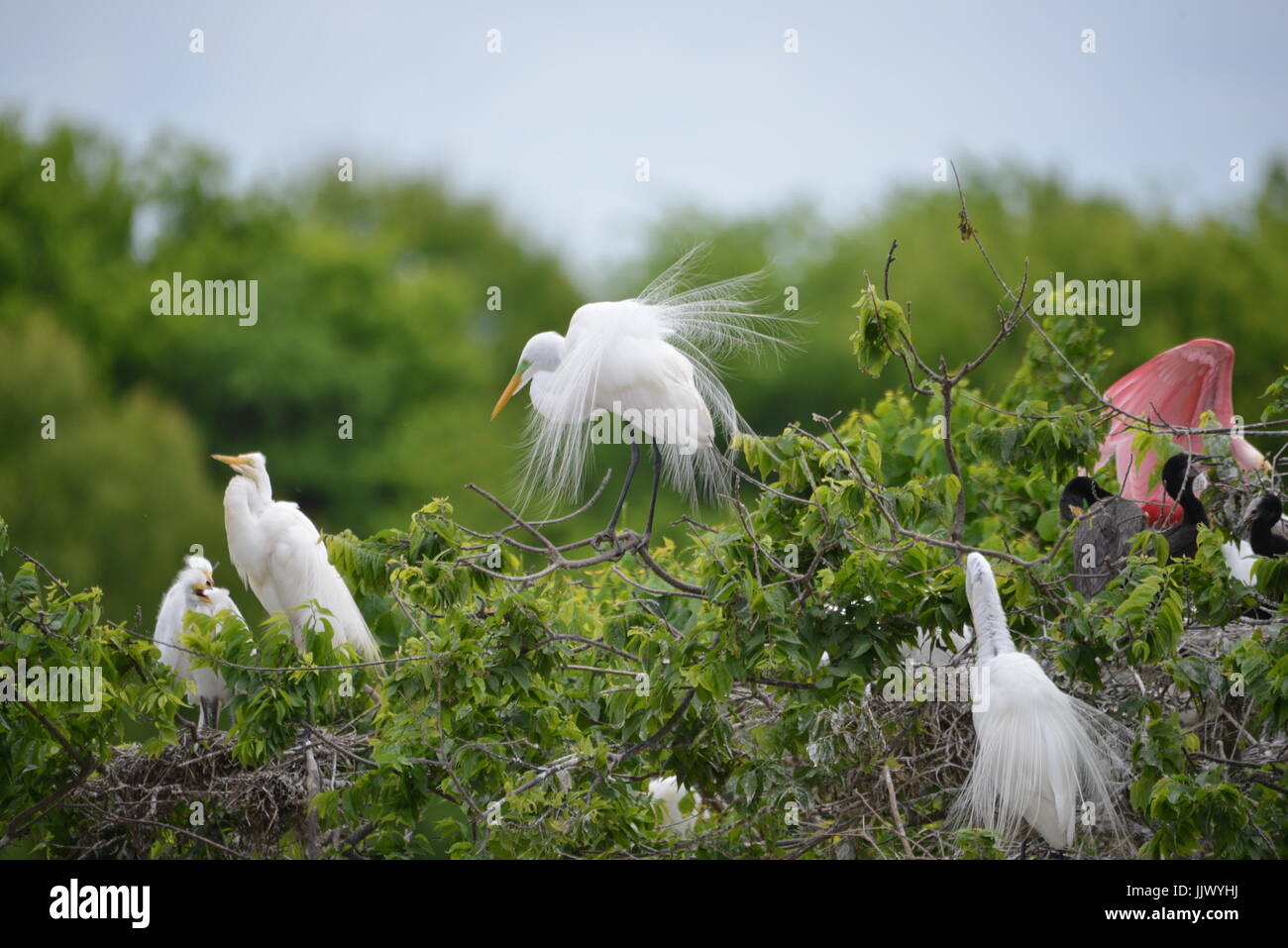 Das The Rookery bei Smith Eichen Heiligtum Stockfoto