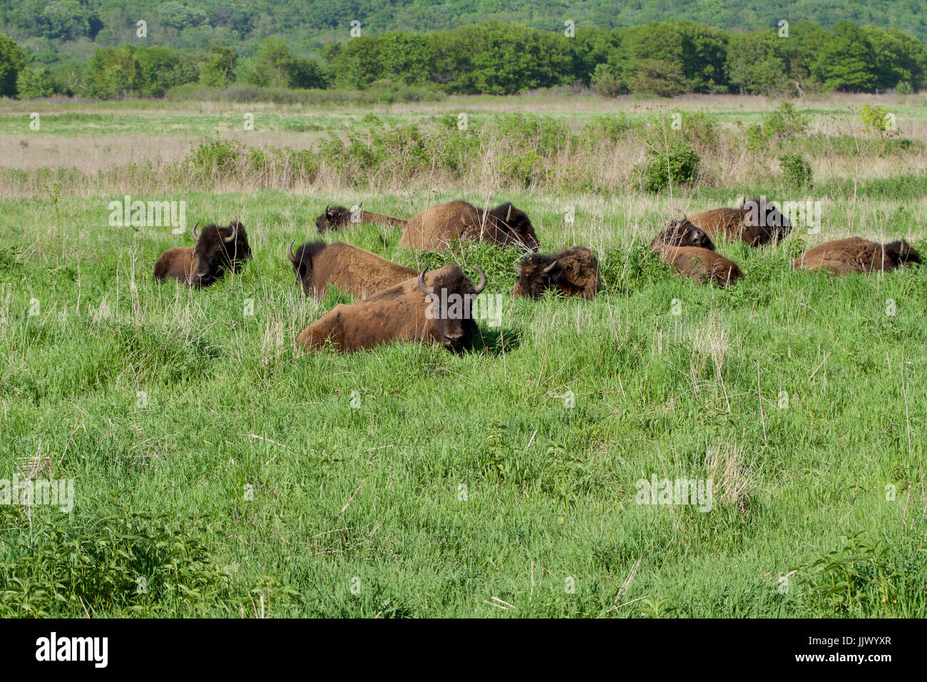 Bison in der Prärie Stockfoto