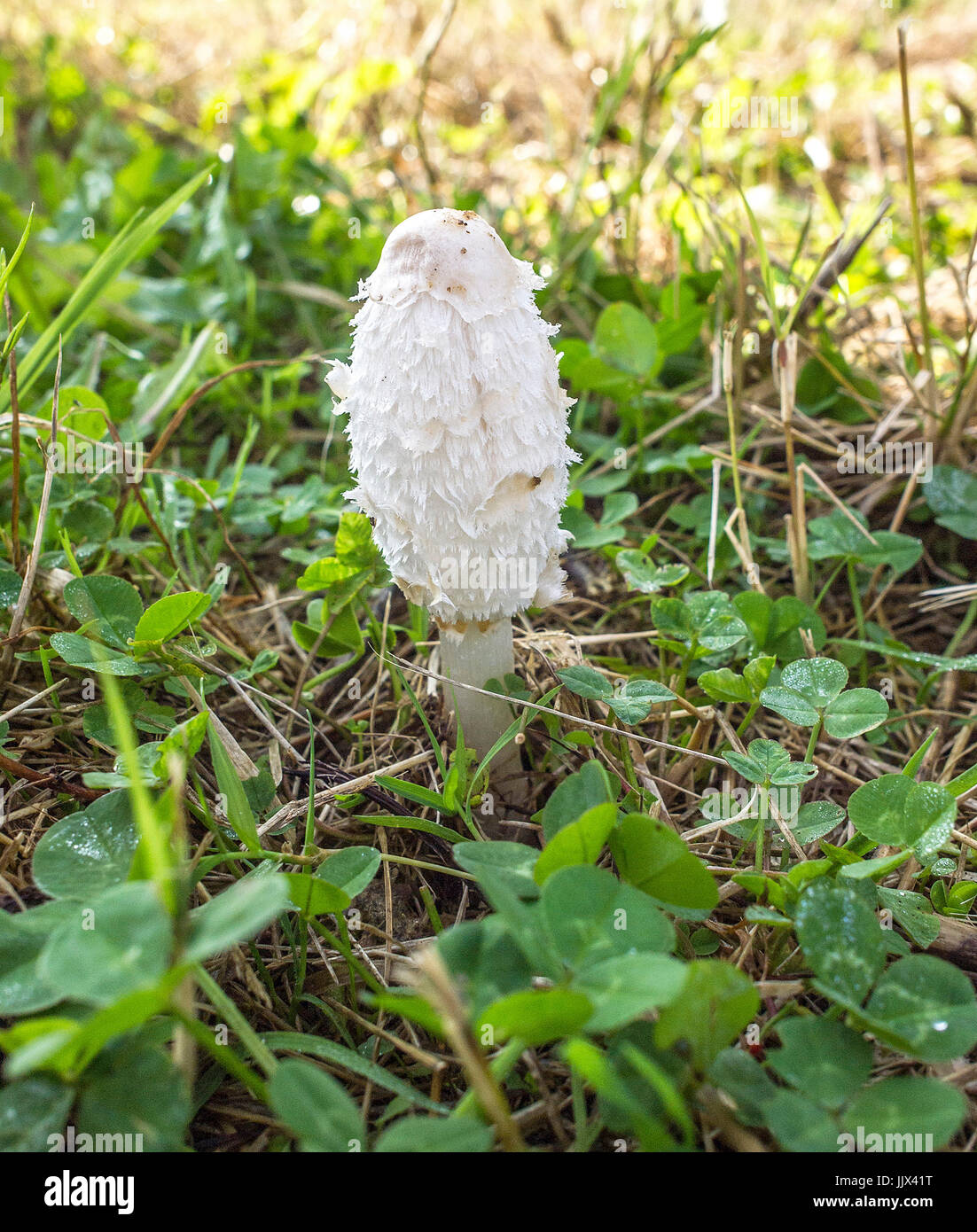 Barbuda. Coprinus Comatus. Seta, Hongo Excelente Lebensmittel. San Sebastián de Los Reyes, Madrid. España Stockfoto