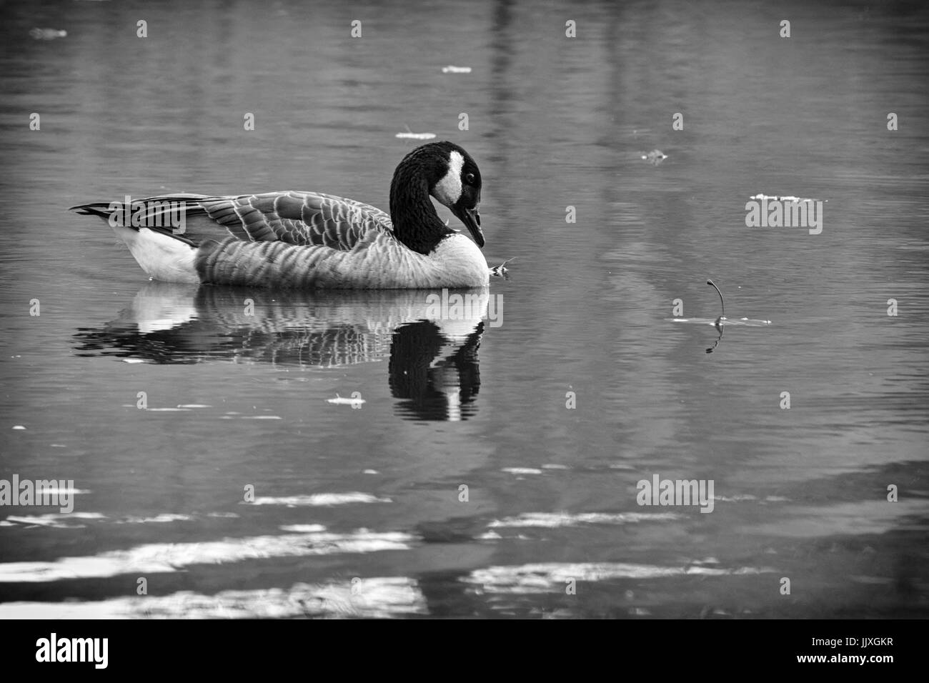 Eine kanadische Gans (Branta canadensis) und seine Reflexion über eine Lagune Stockfoto