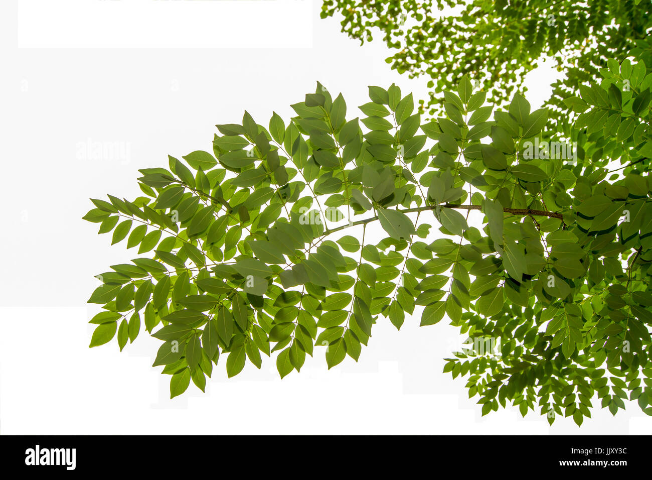 Die Zweige und Blätter sind grün auf weißem Hintergrund, Beschneidungspfad. Stockfoto
