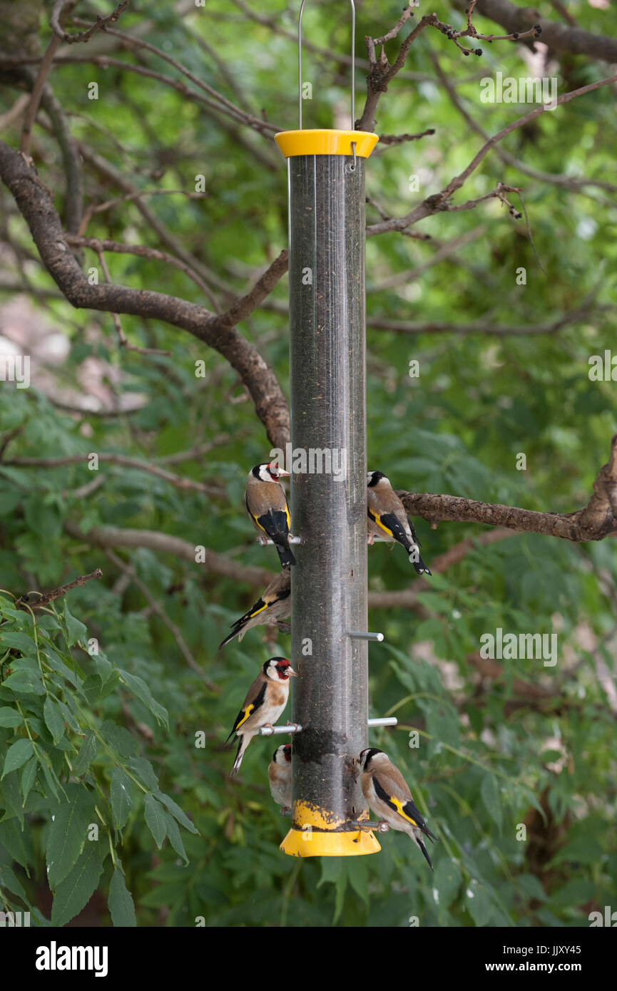 Europäischer Goldfink oder Goldfink (Carduelis carduelis), Erwachsene Vögel auf niger Samenvogelfutterhäuschen, London, Vereinigtes Königreich Stockfoto