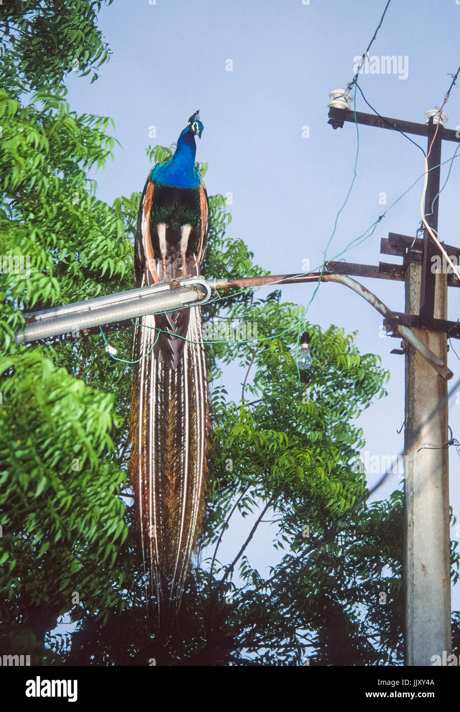 Männliche indische Pfau oder Pfau (Pavo cristatus), die auf der Straße Licht, Bharatpur, Rajasthan, Indien Stockfoto