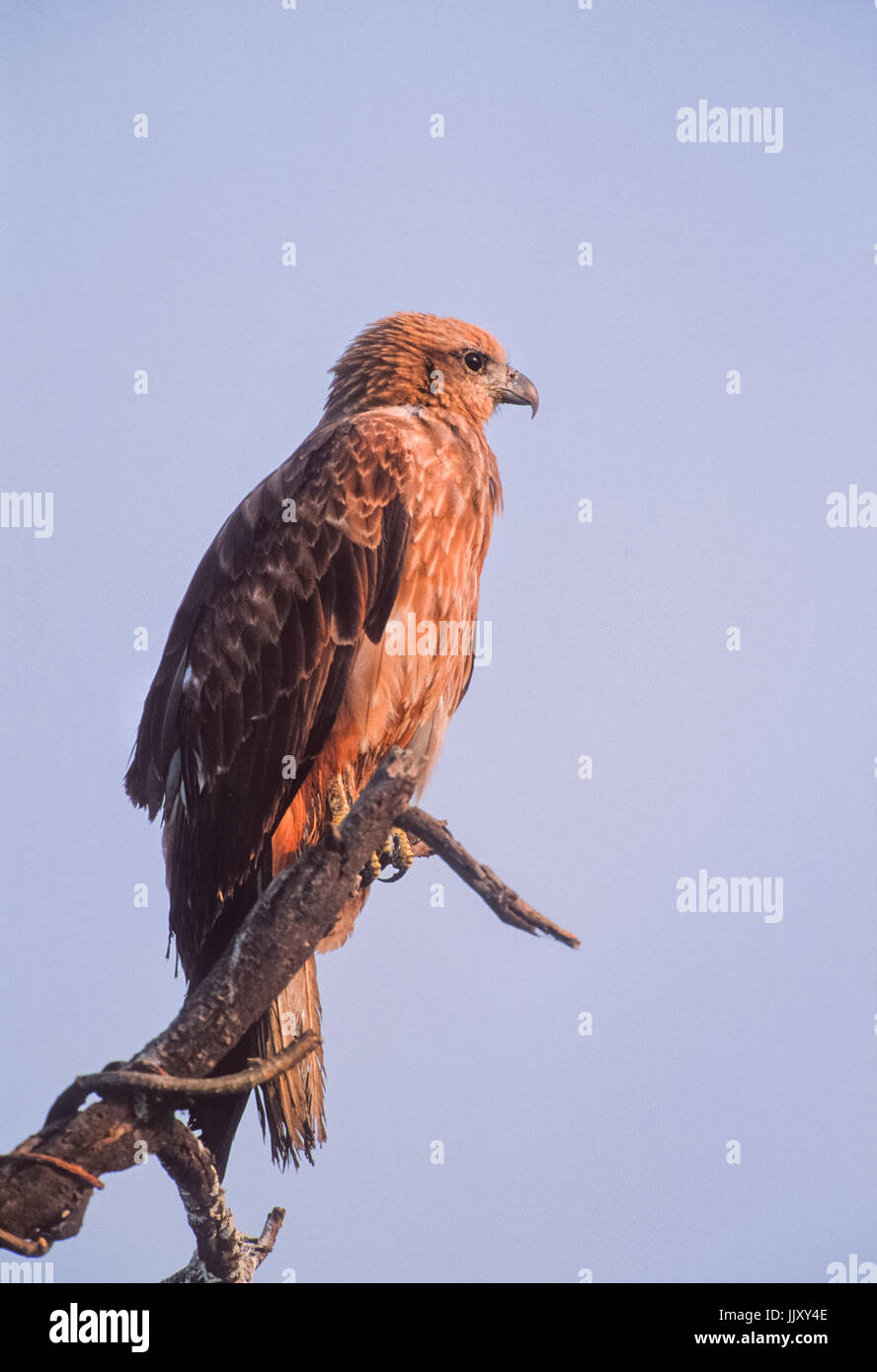 Indische Schreiadler, (Clanga Hastata), am Baum gehockt, Keoladeo Ghana National Park, Bharatpur, Rajasthan, Indien Stockfoto