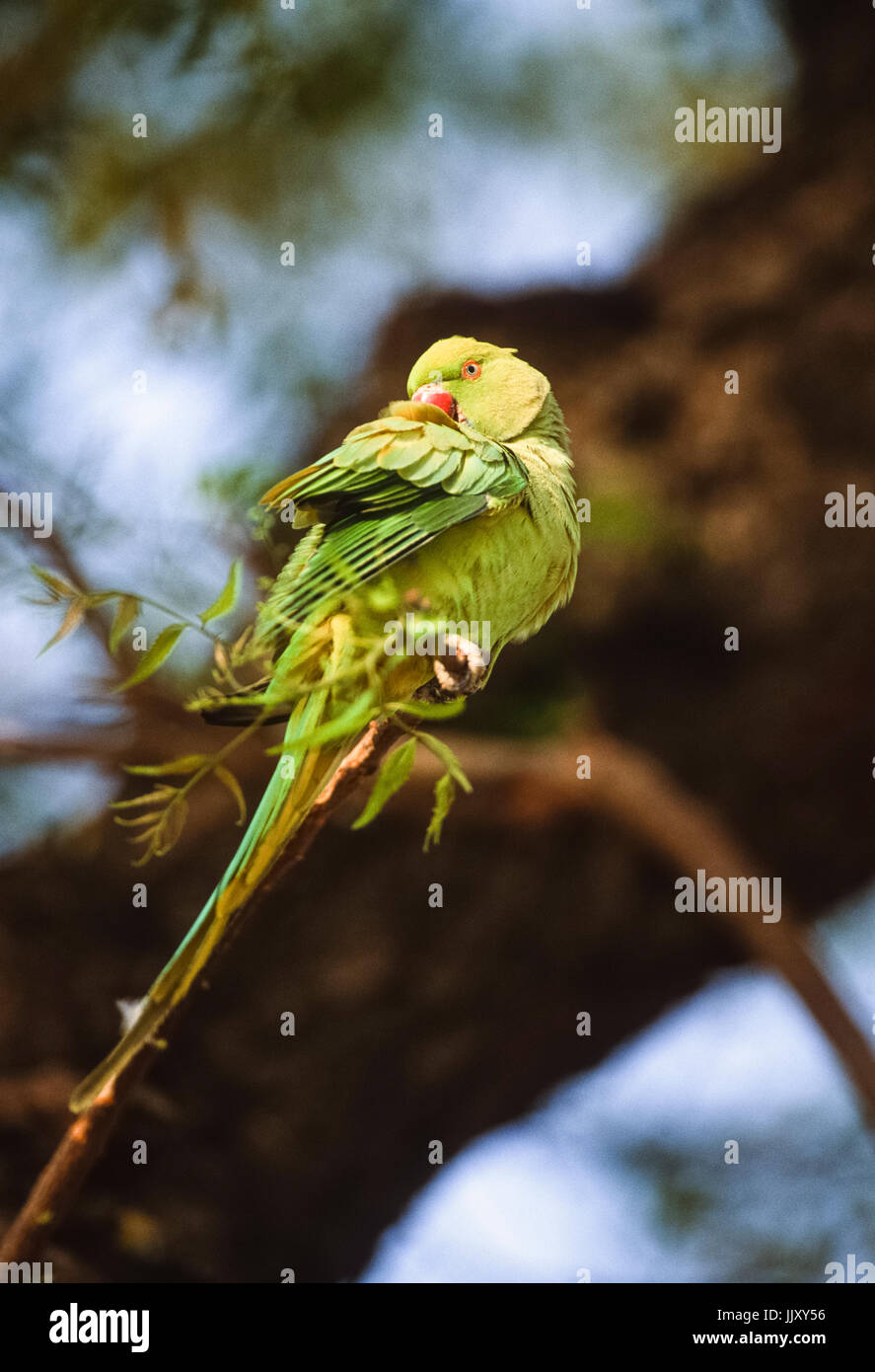 Ring-necked oder Rose-ringed Parakeet (Psittacula krameri), Putzen auf Zweig, Regents Park, London, Vereinigtes Königreich Stockfoto