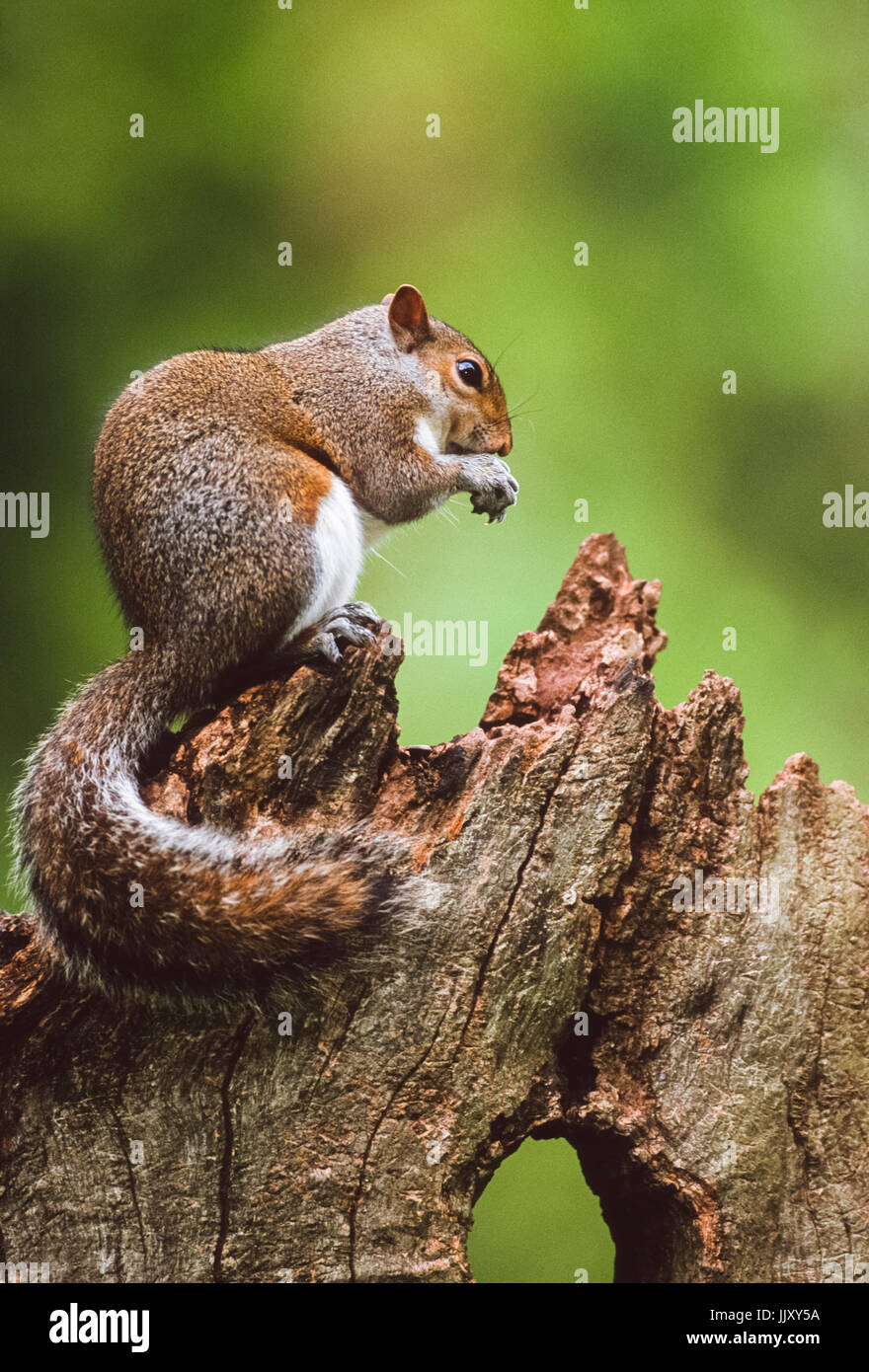 Graue Eichhörnchen (Sciurus carolinensis), Regents Park, London, Vereinigtes Königreich Stockfoto