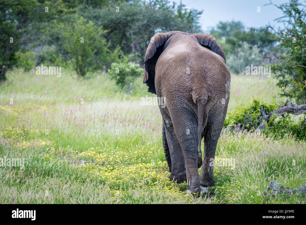 Rückansicht eines Elefanten zu Fuß in den Wiesen des Etosha National Park, befindet sich in Namibia, Afrika. Stockfoto