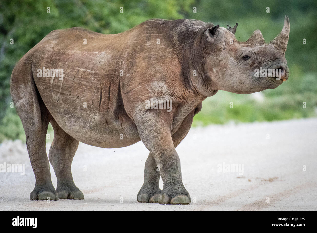 Schwarze Nashorn zu Fuß durch die Wiesen des Etosha National Park