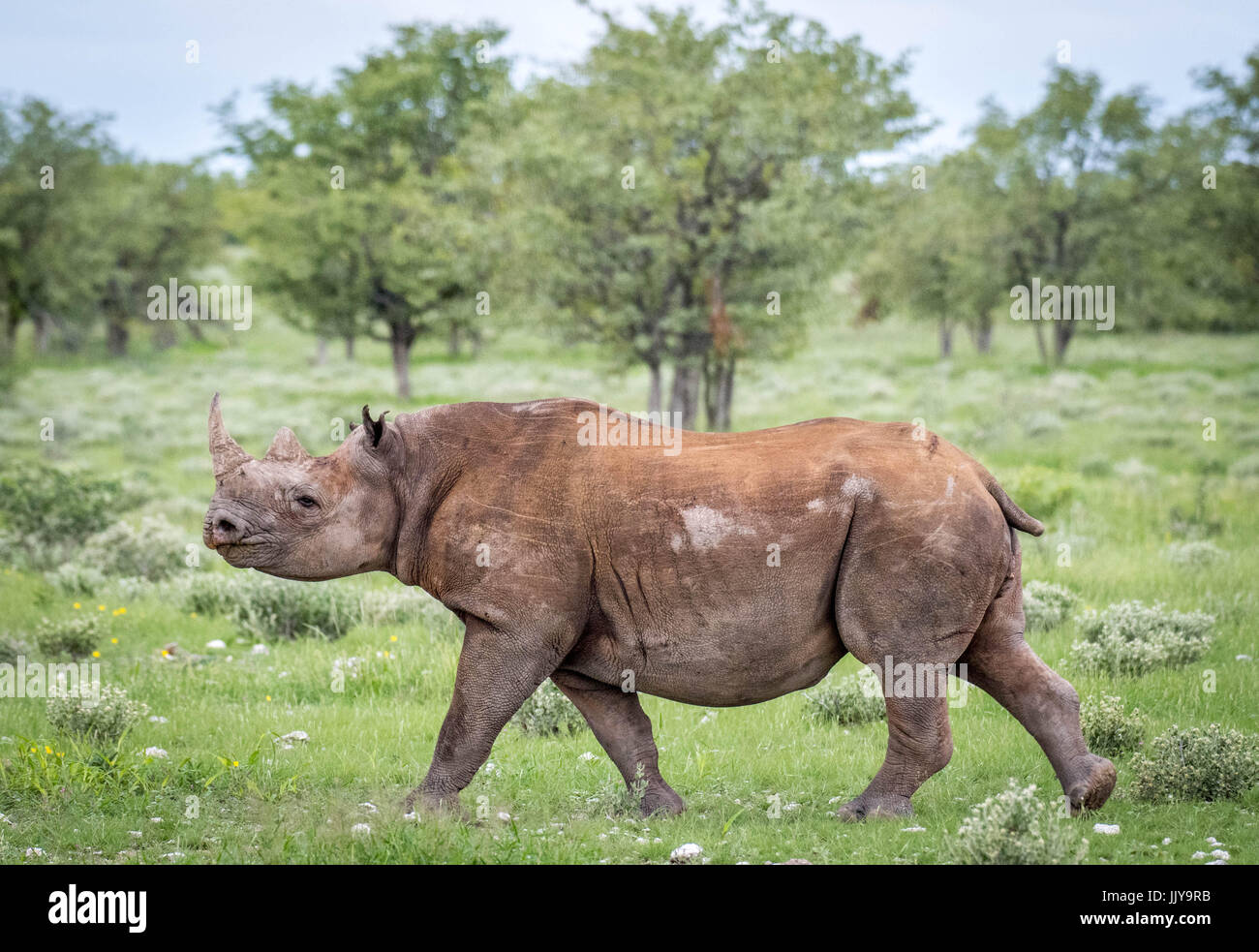 Schwarze Nashorn zu Fuß durch die Wiesen des Etosha National Park