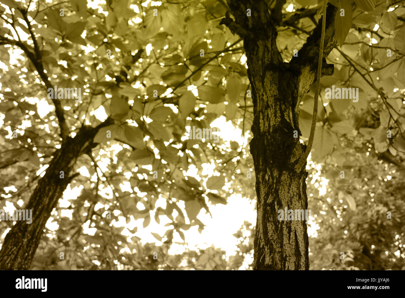 Grüner Baum Hintergrund, Fokus auf grünen grünen Baum, umgeben von natürlichen Hintergrund mit Sepia-Modus Stockfoto