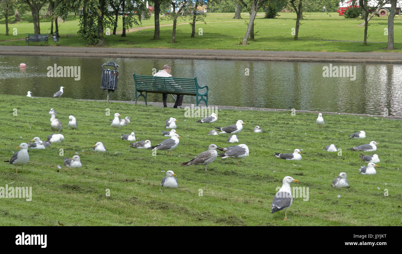 Möwen wie eine Szene aus Hitchcock die Vögel Volkspark Übernahme Stockfoto